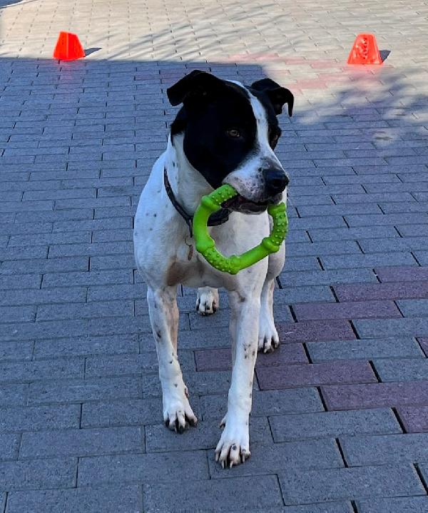 BLACK GENTILCANE Foto 4